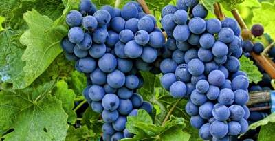 Ученые выявили неожиданное полезное свойство винограда
