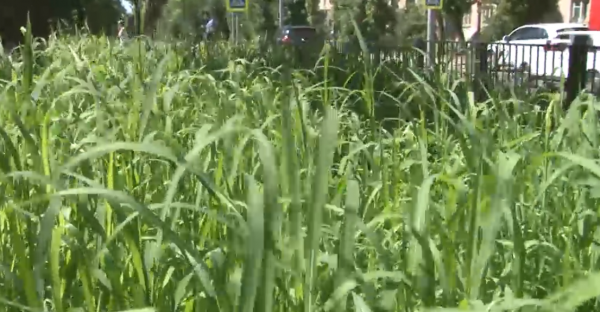 Жителей Саратова удивил газон-мутант на бульваре по улице Рахова