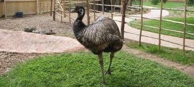 В Грузии политик пытался привести в суд страуса