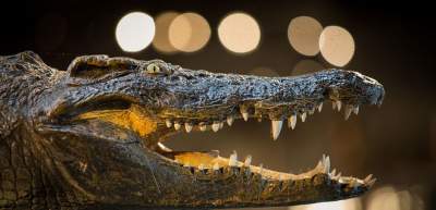 Индонезийцы убили почти 300 крокодилов в отместку за смерть друга