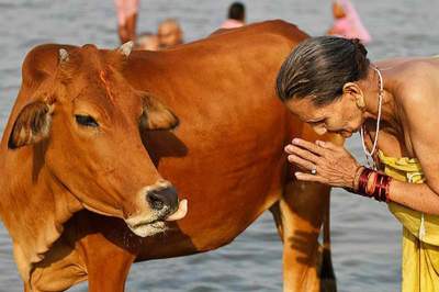 В Индии мужчину забили насмерть из-за коровы