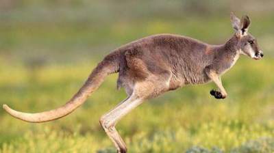 В Австралии разрешили убивать кенгуру
