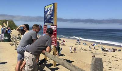 В США на одном из пляжей акула убила человека