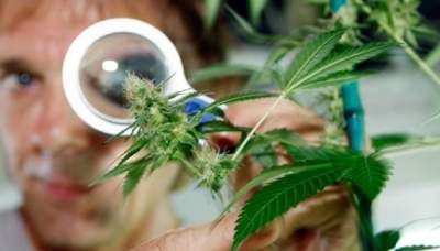 На территории Канады легализовали легкие наркотики