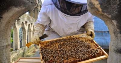 Пожар в Нотр-Даме пережили 180 тысяч пчел